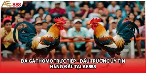 Đá Gà Thomo Trực Tiếp - Đấu Trường Uy Tín Hàng Đầu Tại AE888
