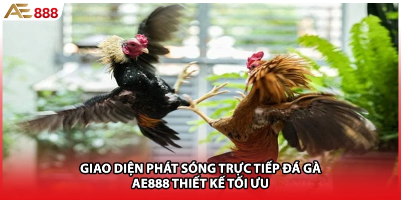 Giao diện phát sóng trực tiếp đá gà AE888 thiết kế tối ưu