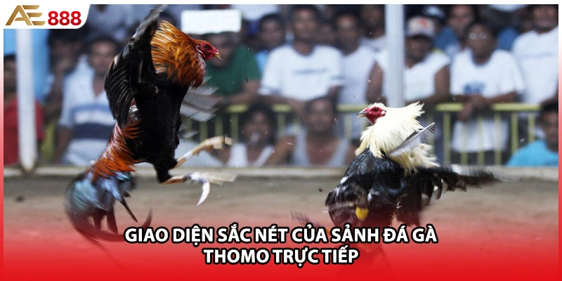 Giao diện sắc nét của sảnh đá gà Thomo trực tiếp 
