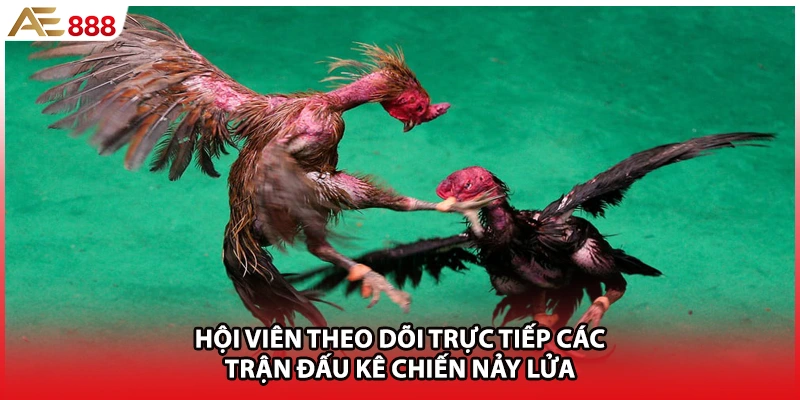 Hội viên theo dõi trực tiếp các trận đấu kê chiến nảy lửa