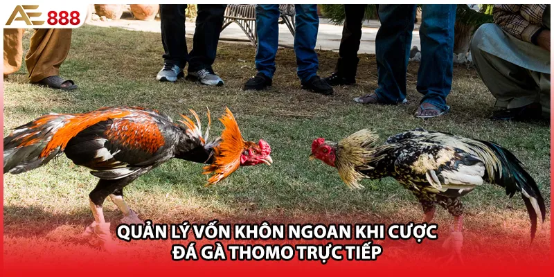 Quản lý vốn khôn ngoan khi cược đá gà Thomo trực tiếp