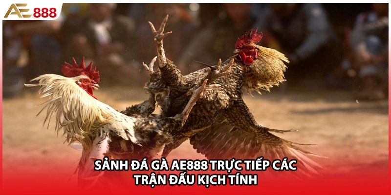 Sảnh đá gà AE888 trực tiếp các trận đấu kịch tính
